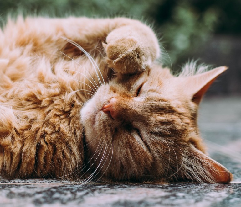 Stérilisation des chats