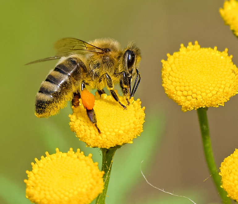 Adhésion de la Ville de Rimouski au mouvement « En mai, laissez pousser! »