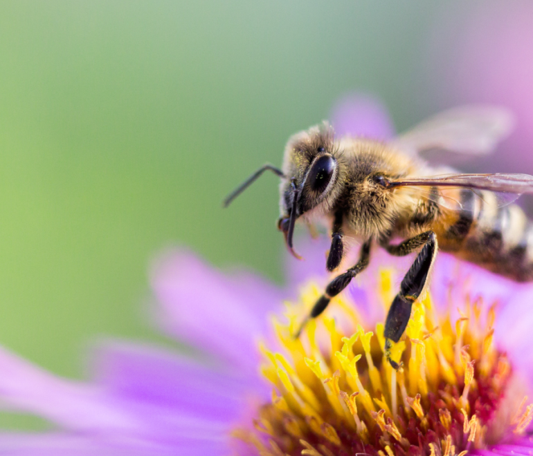 Journée des pollinisateurs le samedi 17 juin au Marché public de Rimouski